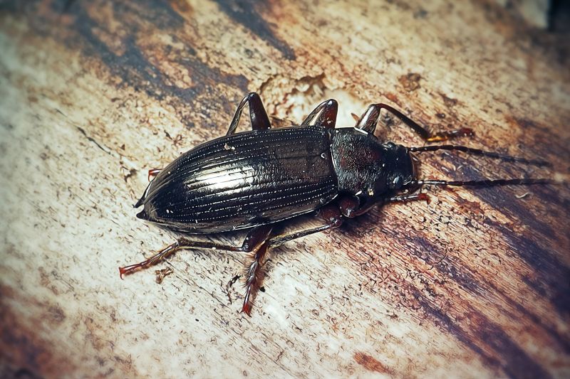 Carpet Beetle Extermination in Katy, TX