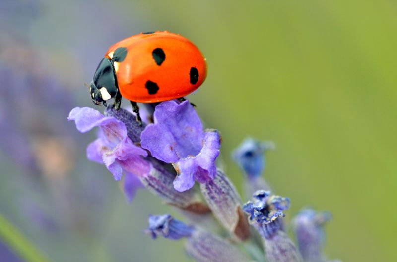 Ladybug Removal in Katy, TX