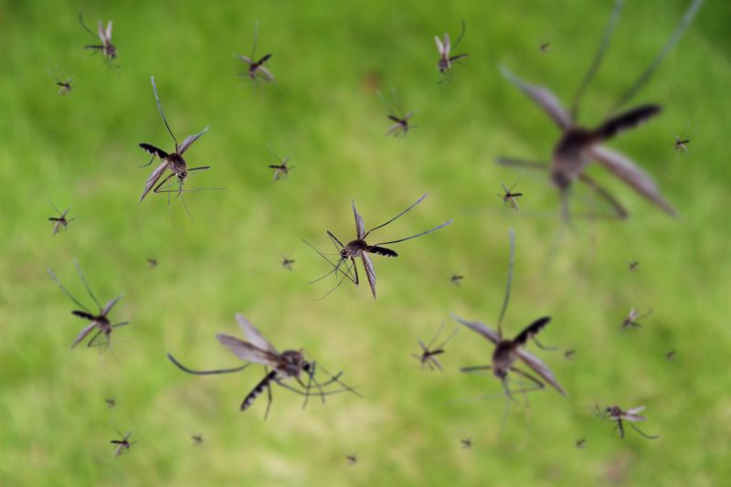 Mosquito Control Service in New Braunfels, TX