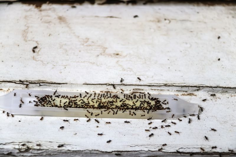 Ant Control Service in New Braunfels, TX