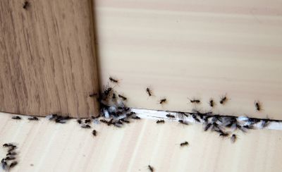Ants Extermination Service in Arlington, TX