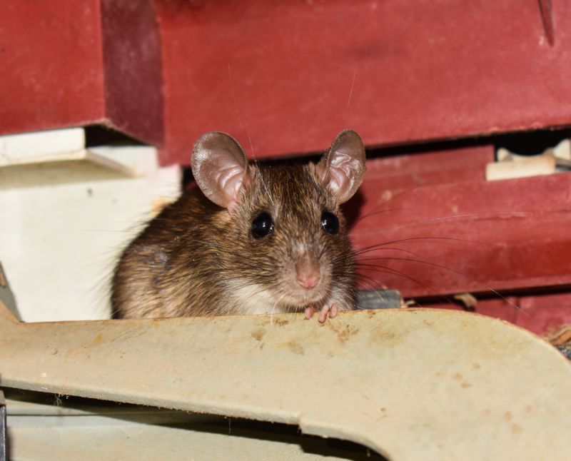 Common Small Animal Problems In Commercial And Industrial Properties