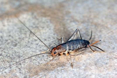 Cricket Control Service in Mckinney, TX