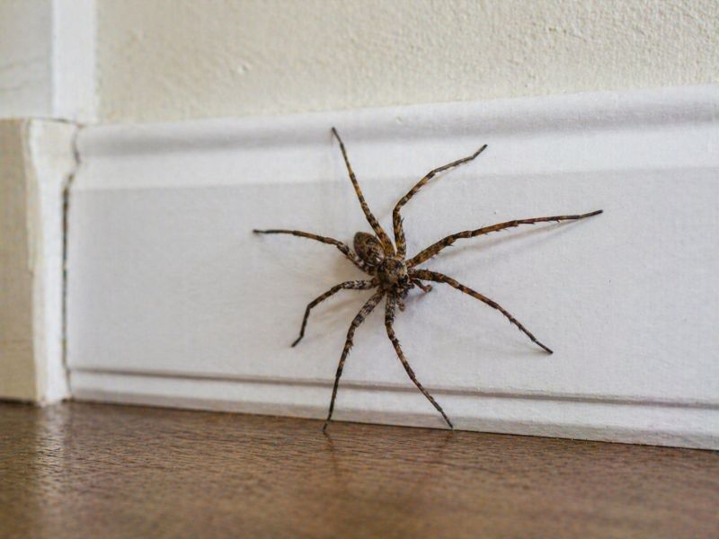 Huntsman Spider Extermination in Katy, TX