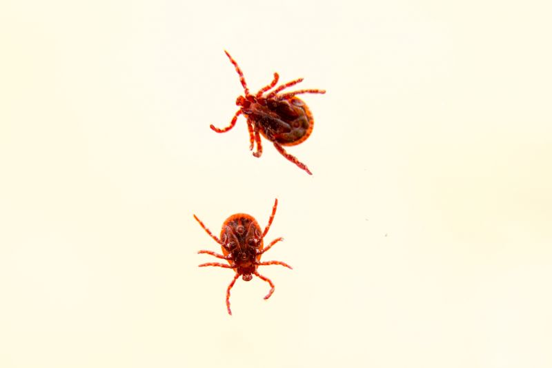 Mites Extermination in Katy, TX