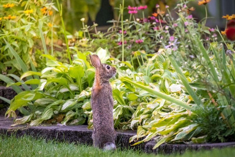 Rabbit Damage To Lawns And Flower Beds: What Homeowners Should Know