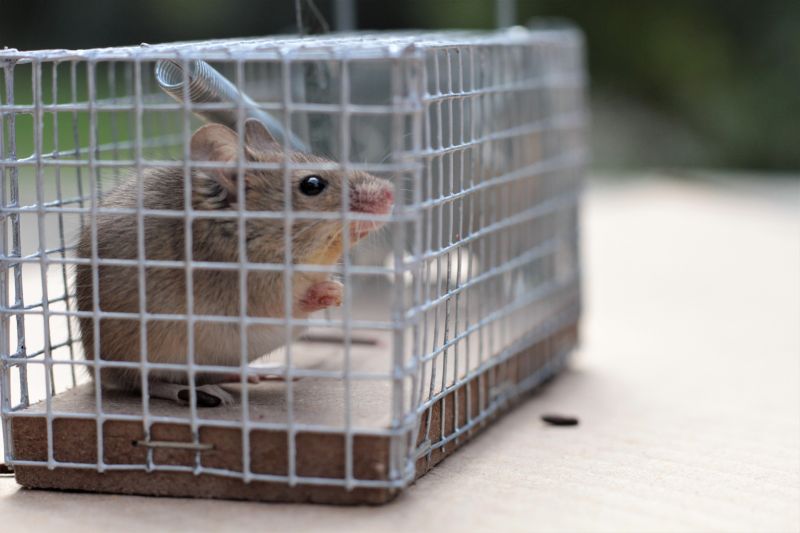 Rabbit Extermination Cost — Cost of Rabbit Extermination