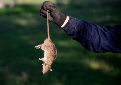 Rabbit Extermination Cost — Cost of Rabbit Extermination