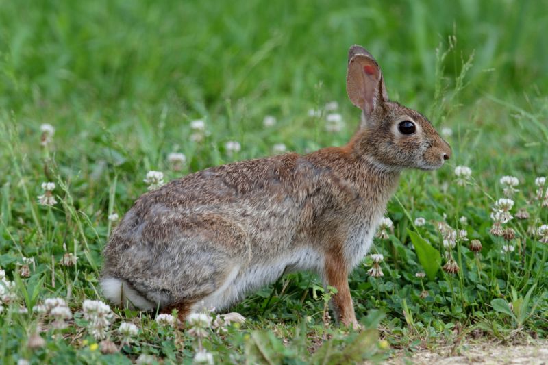 Rabbit Extermination