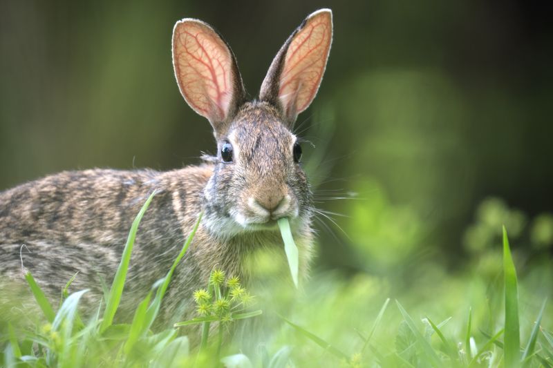 Rabbits in a Garden