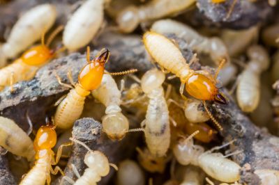 Termite Treatment Service in Katy, TX