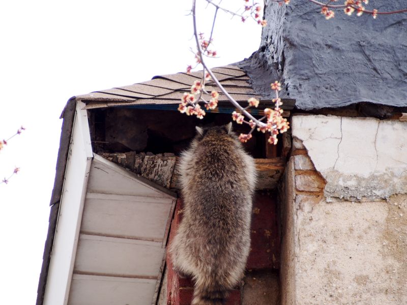 Raccoon Intrusion