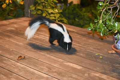 Skunk Encounters