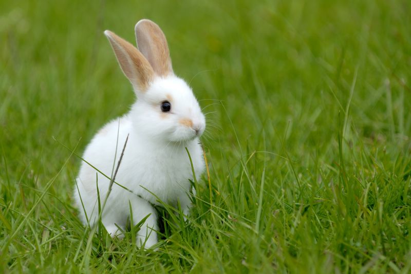 Prevent rabbits from damaging plants and crops